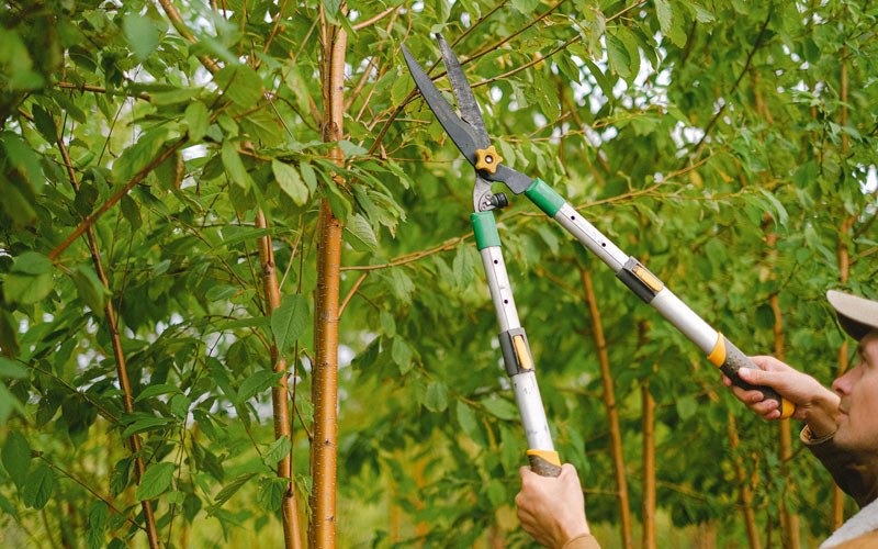 Tree trimming in Okeechobee, FL